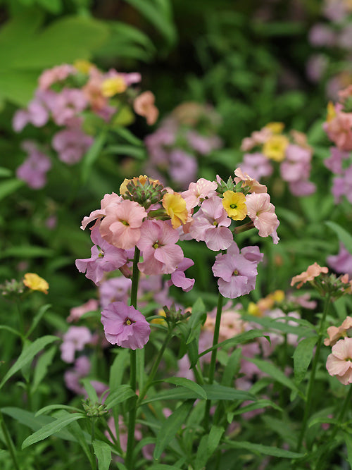 ERYSIMUM 'PASTEL PATCHWORK'