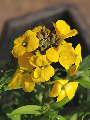 ERYSIMUM 'RYSI GOLD'