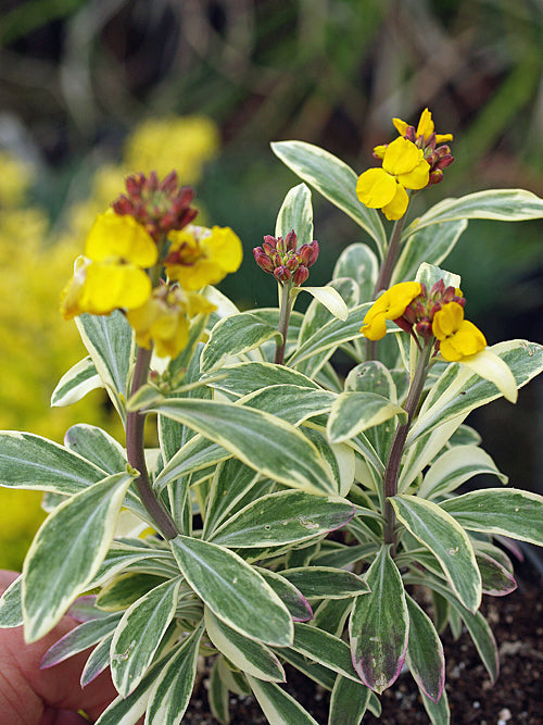 ERYSIMUM 'WALBERTON'S FRAGRANT'