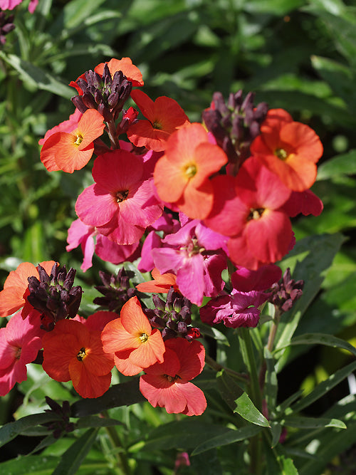 ERYSIMUM 'WINTER ORCHID'