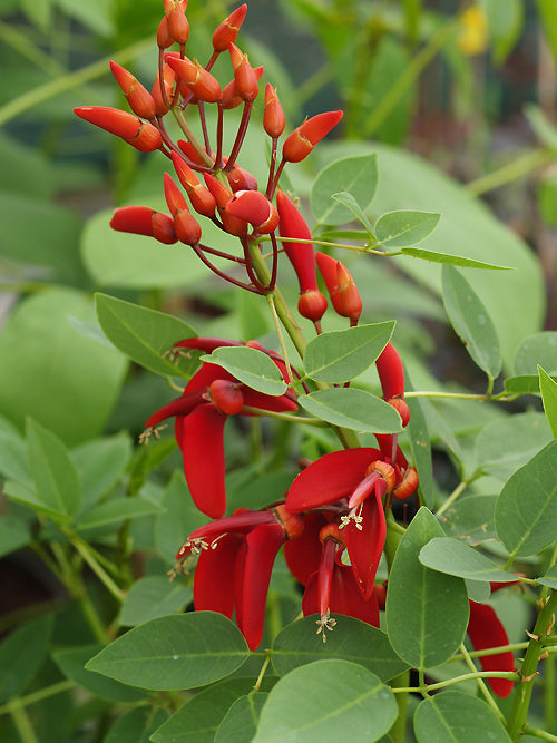 ERYTHRINA CRISTA-GALLI