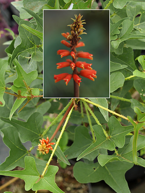 ERYTHRINA HUMEANA