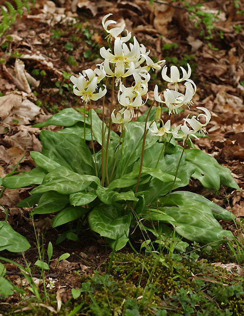 ERYTHRONIUM CALIFORNICUM 'WHITE BEAUTY'