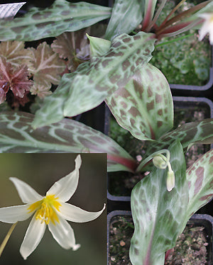 ERYTHRONIUM OREGONUM subsp.OREGONUM NNS 01-202