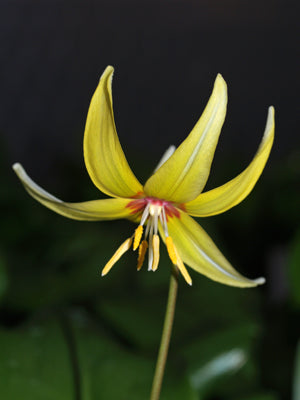 ERYTHRONIUM 'KONDO'
