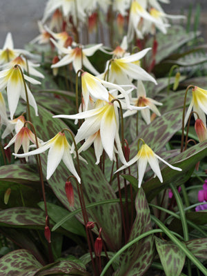 ERYTHRONIUM MULTISCAPIDEUM