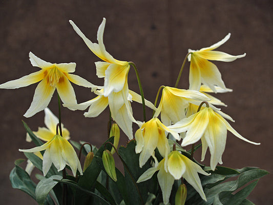 ERYTHRONIUM MULTISCAPIDEUM NNS 02-167 CLIFTONII GROUP