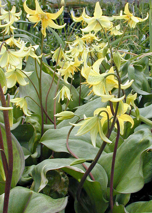 ERYTHRONIUM 'PAGODA'
