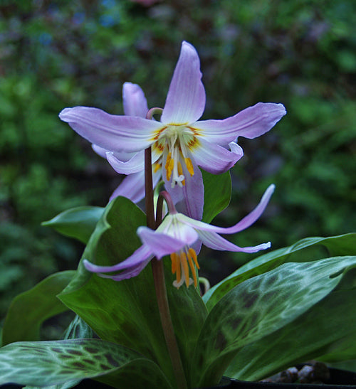 ERYTHRONIUM REVOLUTUM