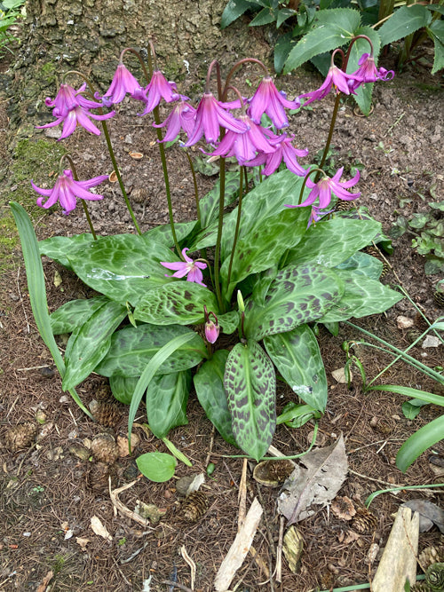 ERYTHRONIUM REVOLUTUM JOHNSONII GROUP