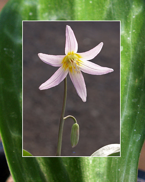 ERYTHRONIUM 'KINFAUNS PINK'