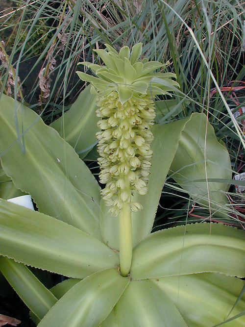EUCOMIS AUTUMNALIS subsp.CLAVATA