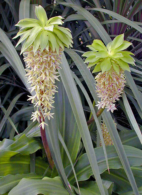 EUCOMIS COMOSA purple-leaved