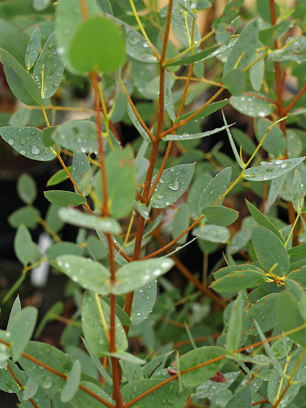 EUCALYPTUS COCCIFERA