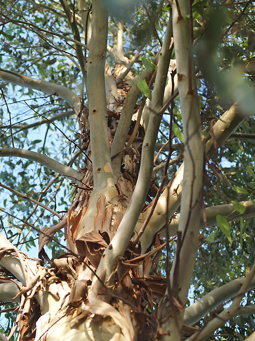 EUCALYPTUS DALRYMPLEANA