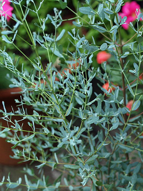 EUCALYPTUS 'FRANCE BLEU'