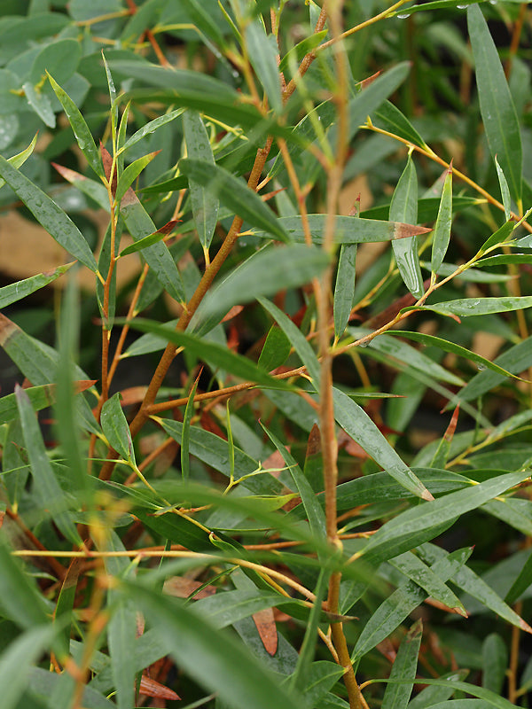 EUCALYPTUS KYBEANENSIS