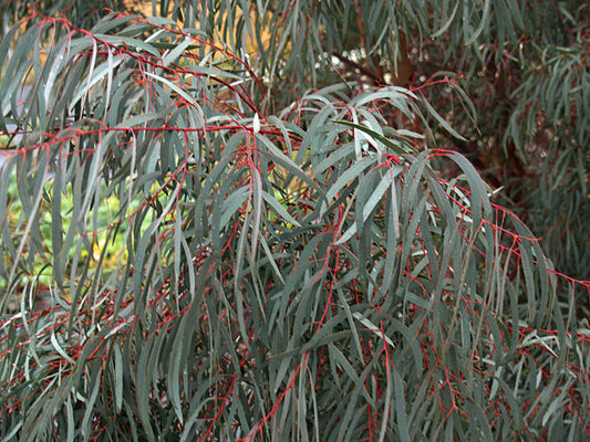 EUCALYPTUS NICHOLII