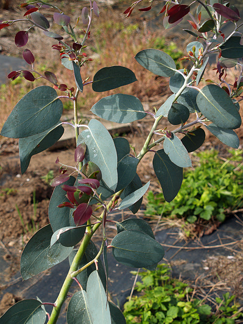 EUCALYPTUS PAUCIFLORA subsp. DEBEUZEVILLEI