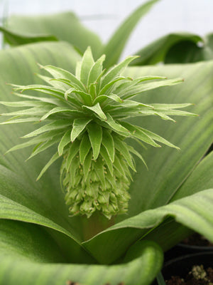EUCOMIS REGIA JCA 3.230.709