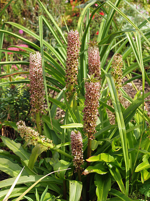 EUCOMIS 'ZEAL BRONZE'