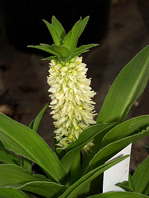 EUCOMIS ZAMBESIACA JCA 3231010