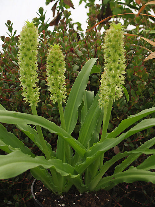 EUCOMIS ZAMBESIACA JCA 3.230.709