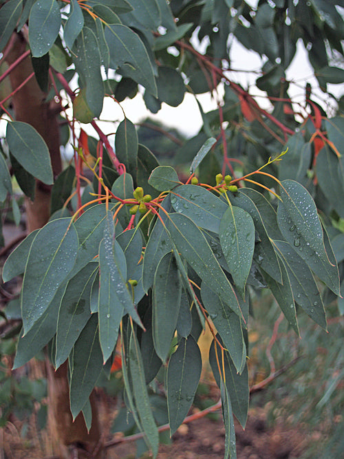 EUCALYPTUS ARCHERI