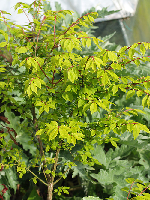 EUONYMUS ALATUS