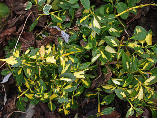 EUONYMUS FORTUNEI 'BLONDY'