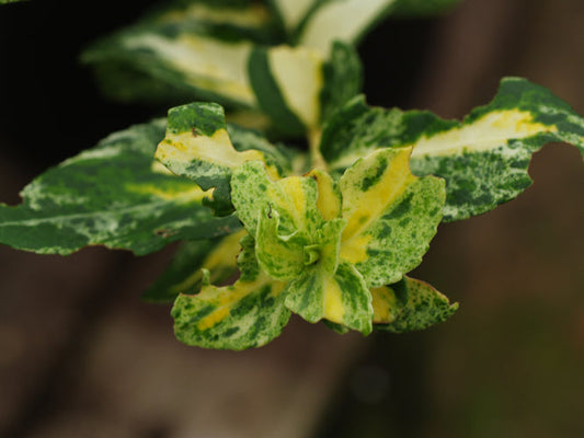 EUONYMUS FORTUNEI 'GOLDEN HARLEQUIN'