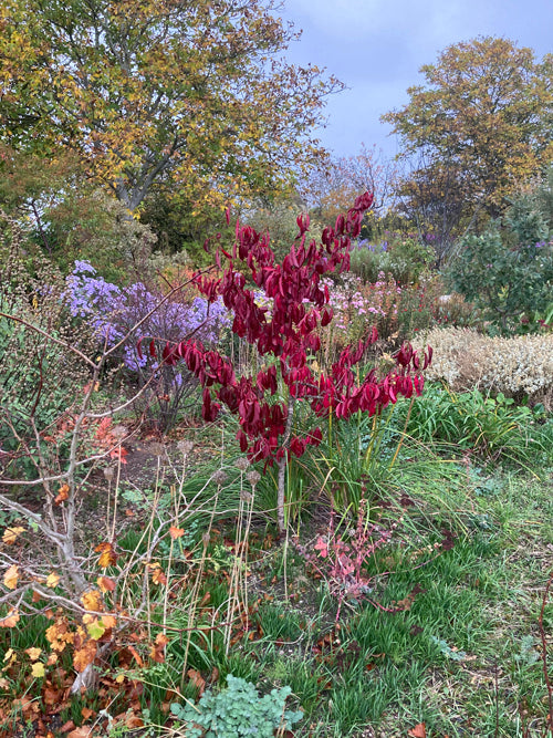 EUONYMUS CARNOSUS 'RED WINE'