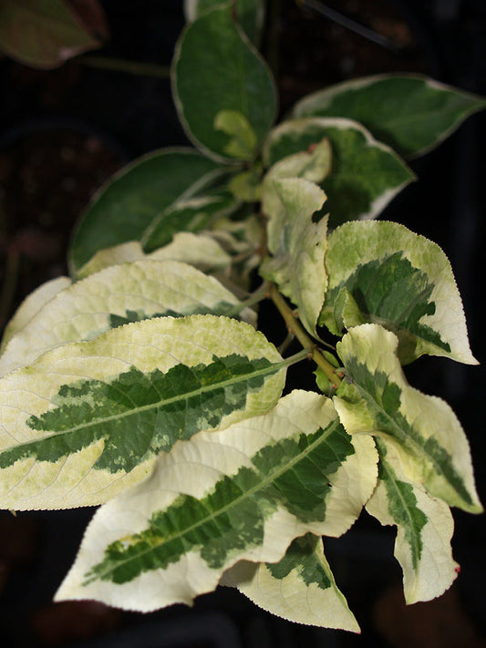 EUONYMUS HAMILTONIANUS 'SNOW'