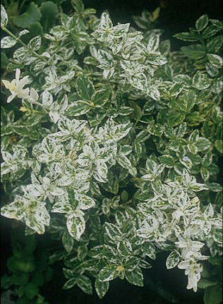 EUONYMUS FORTUNEI 'HARLEQUIN'