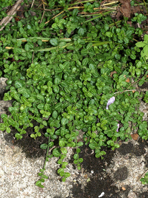 EUONYMUS FORTUNEI 'KEWENSIS'