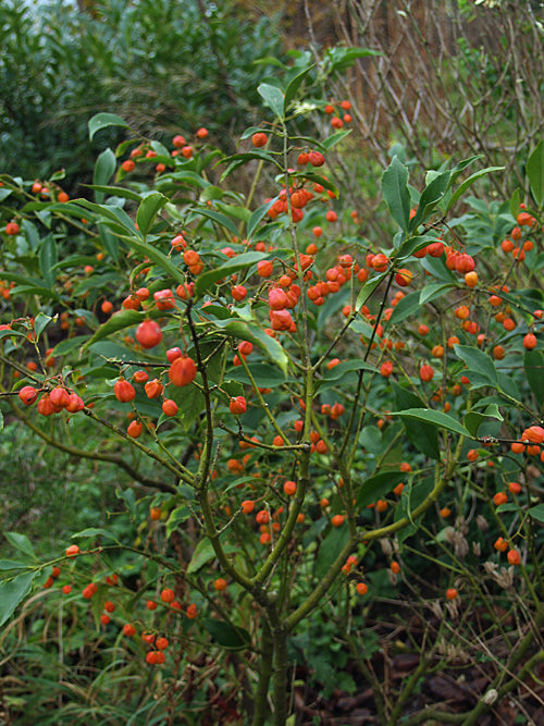 EUONYMUS MYRIANTHUS
