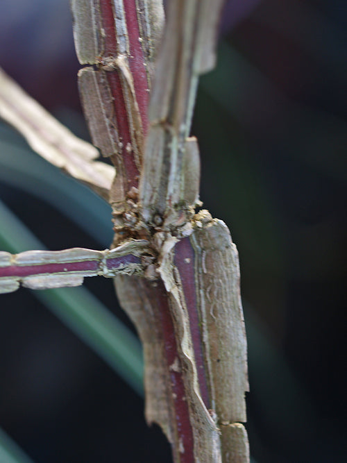 EUONYMUS PHELLOMANUS