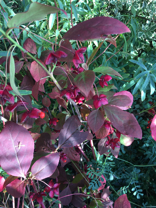 EUONYMUS PLANIPES