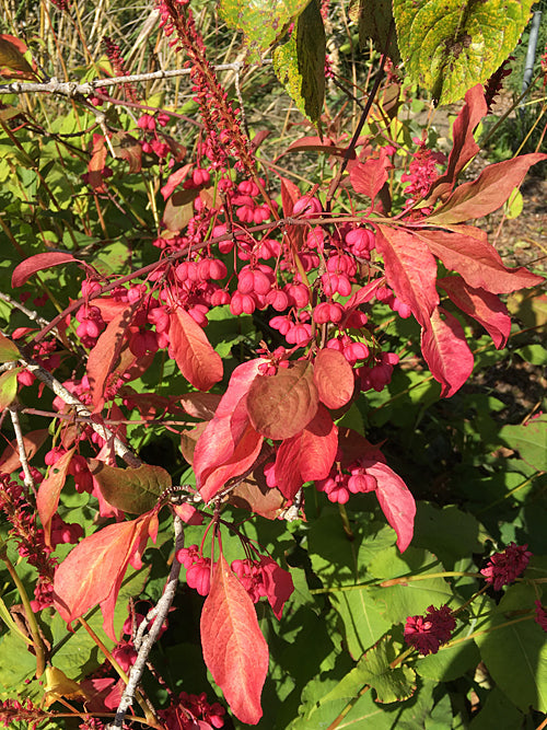 EUONYMUS EUROPAEUS 'RED CASCADE'