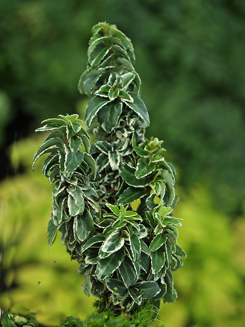 EUONYMUS 'ROKOJO' VARIEGATED