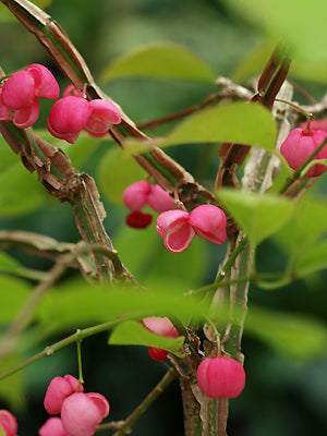 EUONYMUS TELLOMANUS