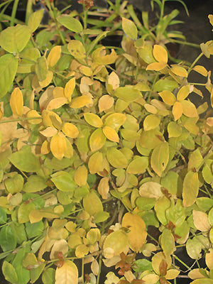 EUONYMUS VAGANS