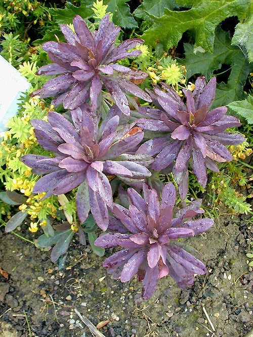EUPHORBIA AMYGDALOIDES 'MARK'S RED'