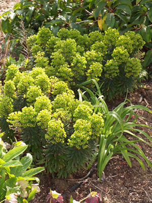 EUPHORBIA x MARTINI 'BABY CHARM'