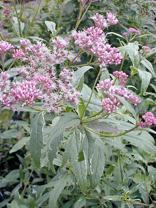 EUPATORIUM FORTUNEI 'FINE LINE'