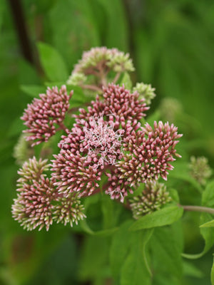 EUPATORIUM CANNABINUM