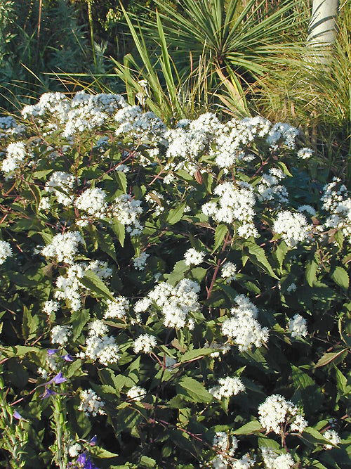 EUPATORIUM RUGOSUM 'CHOCOLATE'