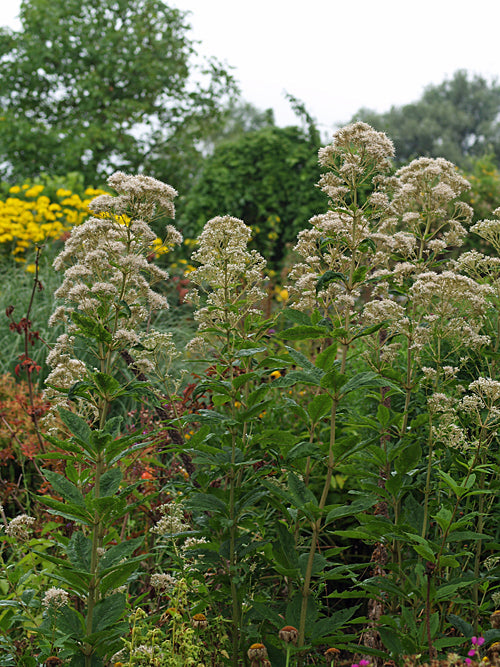 EUPATORIUM FISTULOSUM f.ALBIDUM 'BARTERED BRIDE'