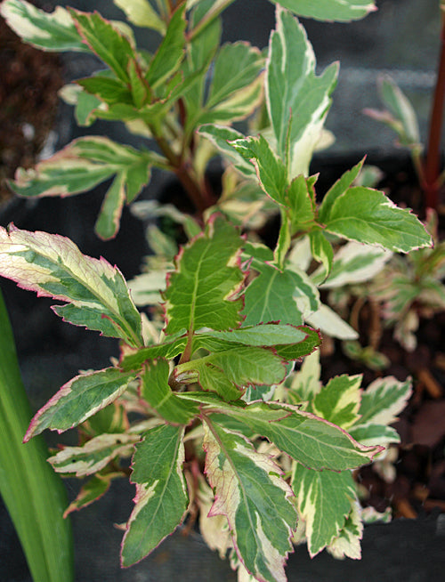 EUPATORIUM FORTUNEI 'CAPRI'