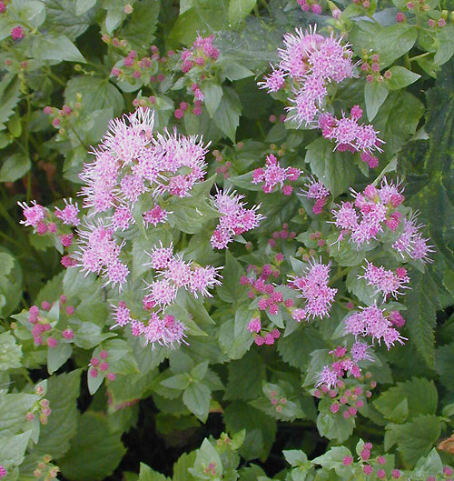 EUPATORIUM OCCIDENTALE NNS 94-53